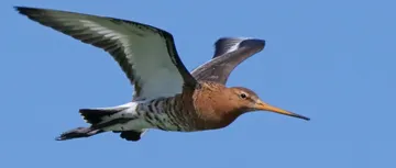 De lente in de lucht, de kaarten op tafel