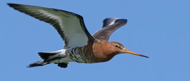 De lente in de lucht, de kaarten op tafel